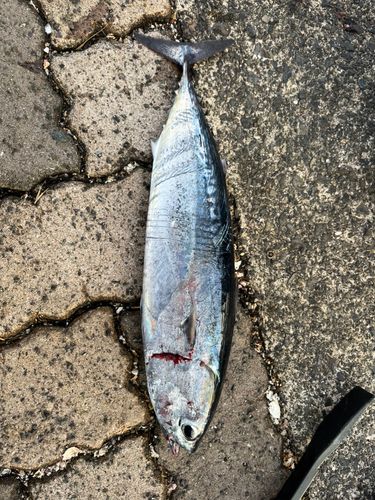 ソウダガツオの釣果