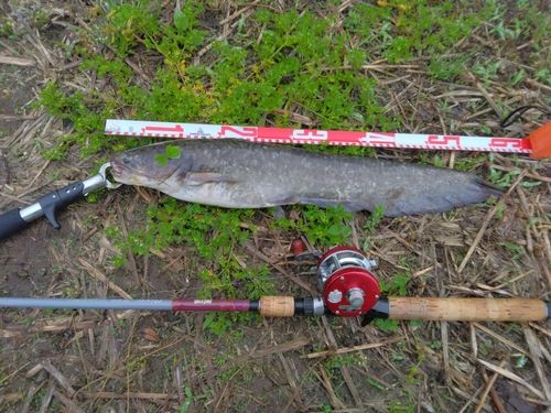 マナマズの釣果