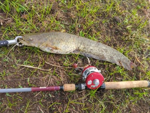 マナマズの釣果