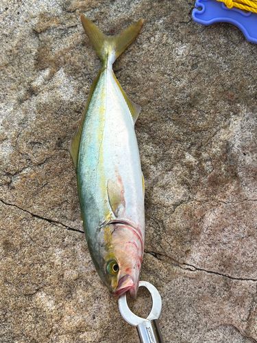 ネリゴの釣果