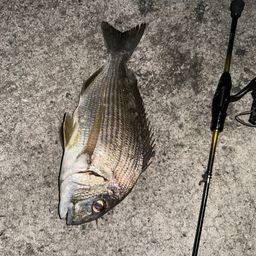 ヘダイ