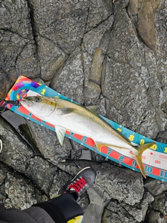 ヒラマサの釣果
