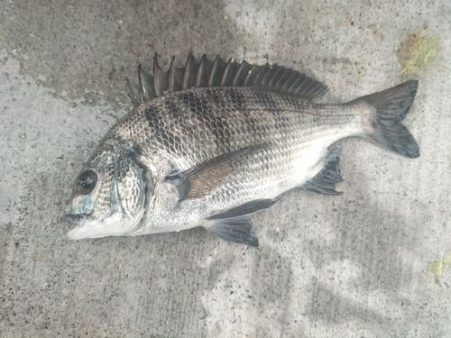 チヌの釣果