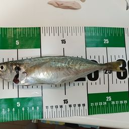 アジ