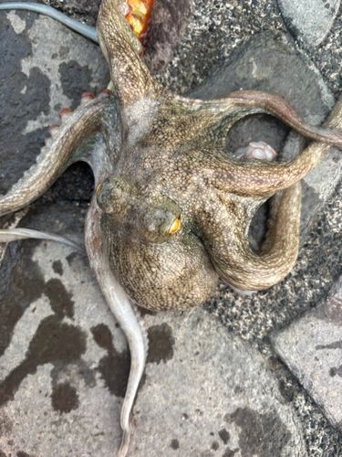 タコの釣果