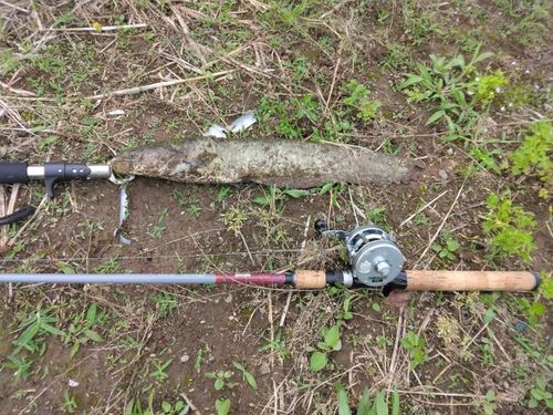 マナマズの釣果
