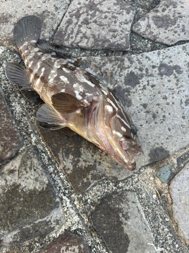 クエの釣果
