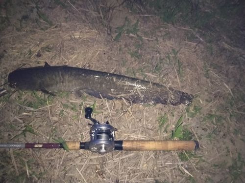 マナマズの釣果