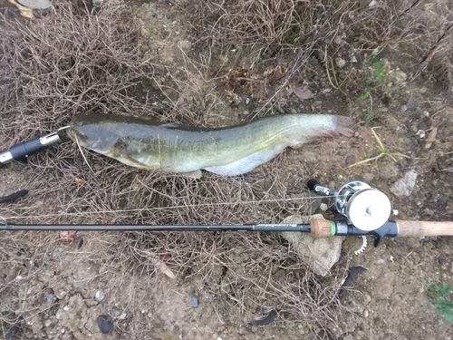 マナマズの釣果
