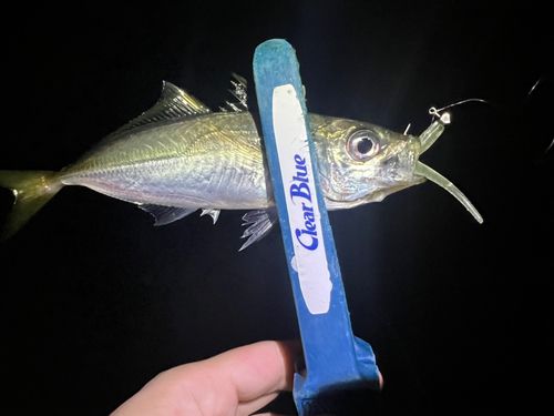 マアジの釣果