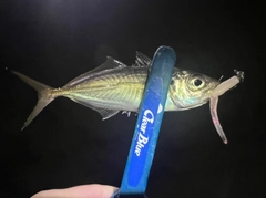 マアジの釣果