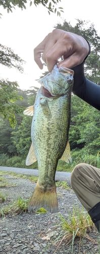 ブラックバスの釣果
