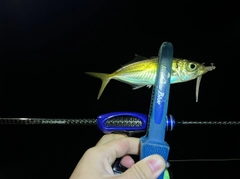マアジの釣果