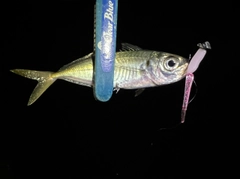 マアジの釣果