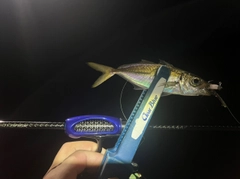 マアジの釣果