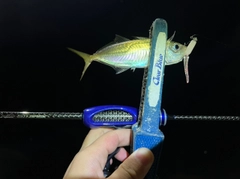 マアジの釣果