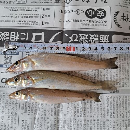 キスの釣果