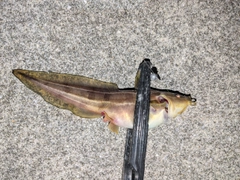 ゴンズイの釣果
