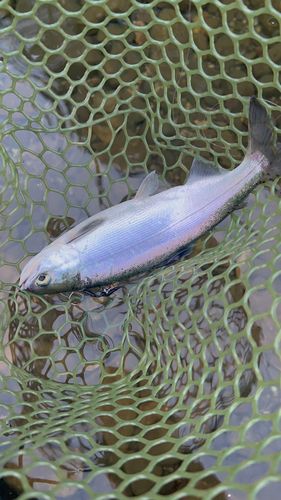 ヒメマスの釣果