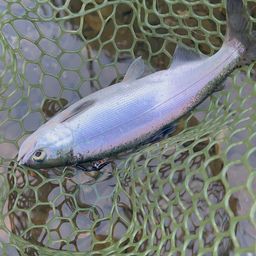 ヒメマスよかえれ! ヒメマスの釣果・釣り情報まとめ【2025年最新】 - アングラーズ