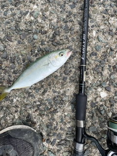 ヤズの釣果