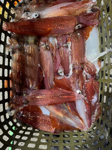 ケンサキイカの釣果