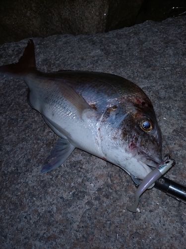 タイの釣果