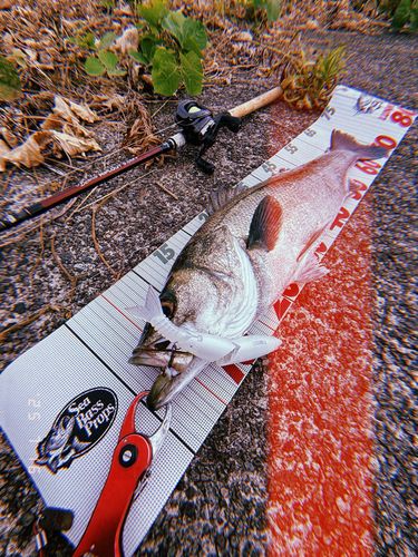 レア】 WIND AND SEA × ガンクラフト ジョイクロ178 wind and sea