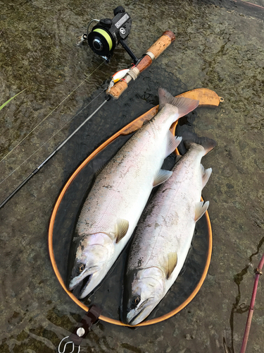 ヤマメの釣果