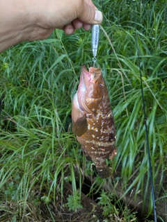 キジハタの釣果