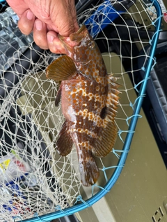 キジハタの釣果