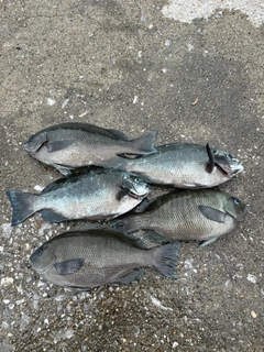 クチブトグレの釣果
