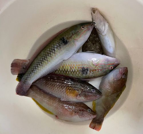 キュウセンの釣果