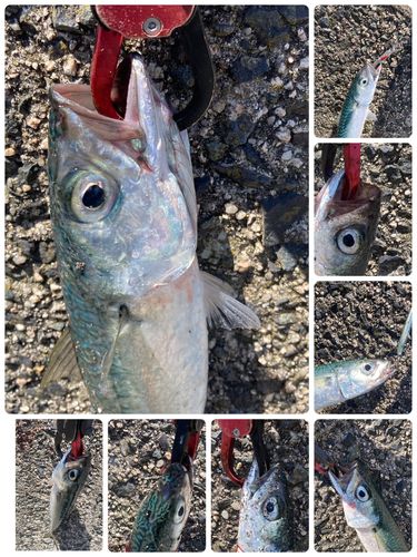サバの釣果