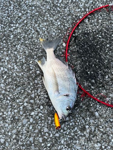 キビレの釣果