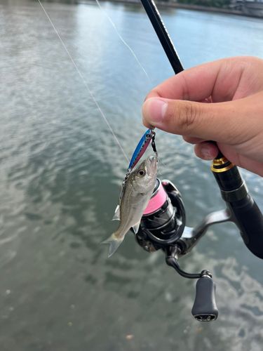 セイゴ（マルスズキ）の釣果