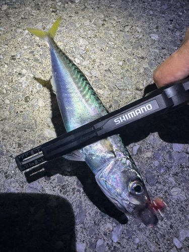 サバの釣果