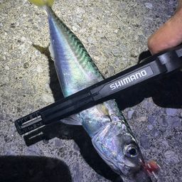 サバ