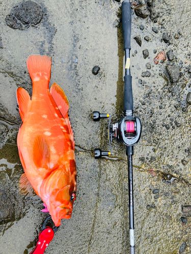 アカハタの釣果