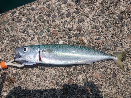 サバの釣果
