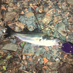 スズキの釣果