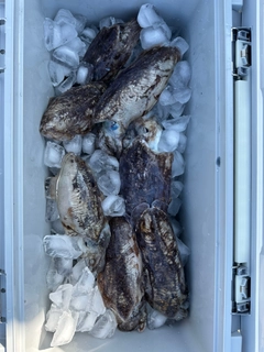 コウイカの釣果