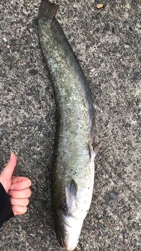 釣果