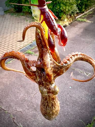 タコの釣果