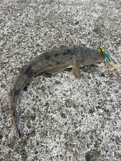 マゴチの釣果