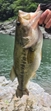ブラックバスの釣果