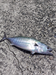 ハガツオの釣果