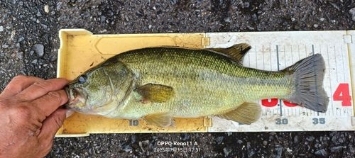 ブラックバスの釣果
