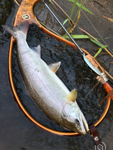 ヤマメの釣果