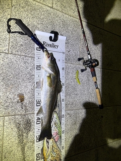 シーバスの釣果